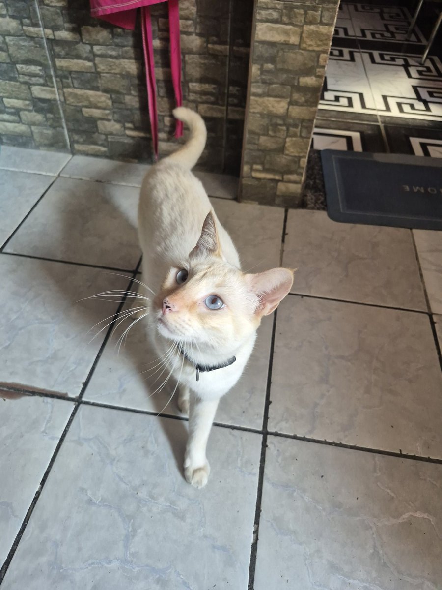 pie 𐔌՞. .՞𐦯 tweet media