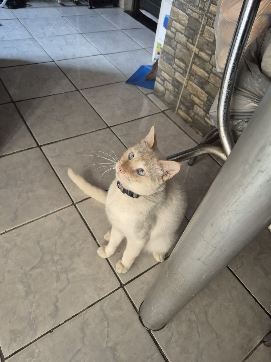 pie 𐔌՞. .՞𐦯 tweet media