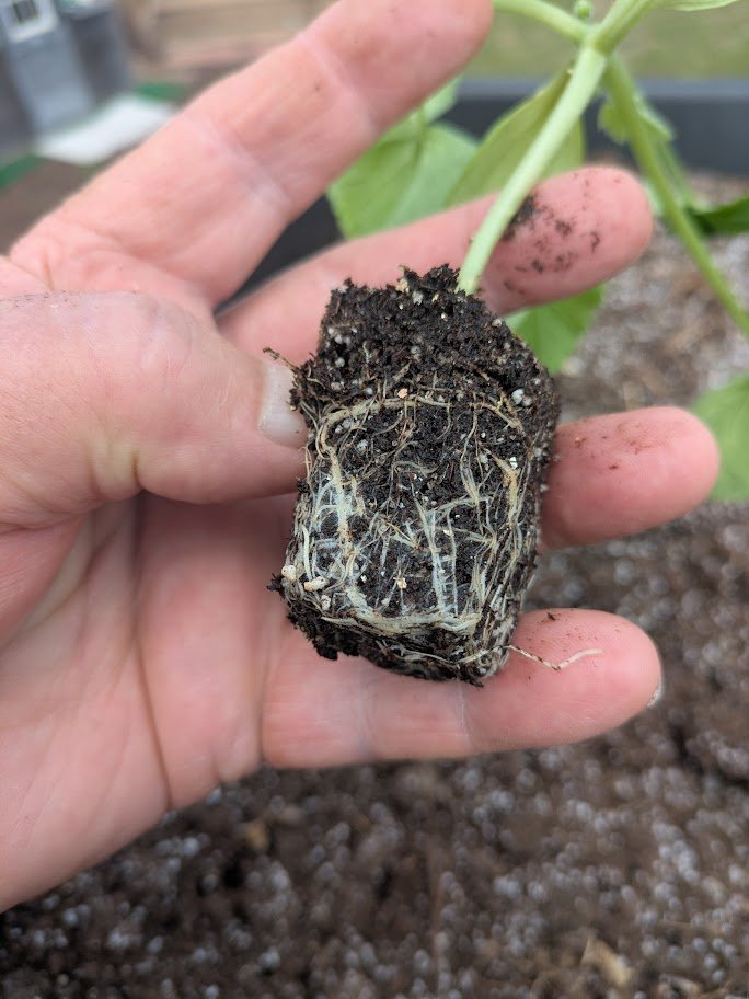 Chester Gunn tweet media