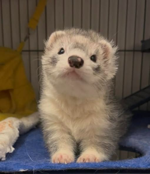 Ferret Friend tweet media