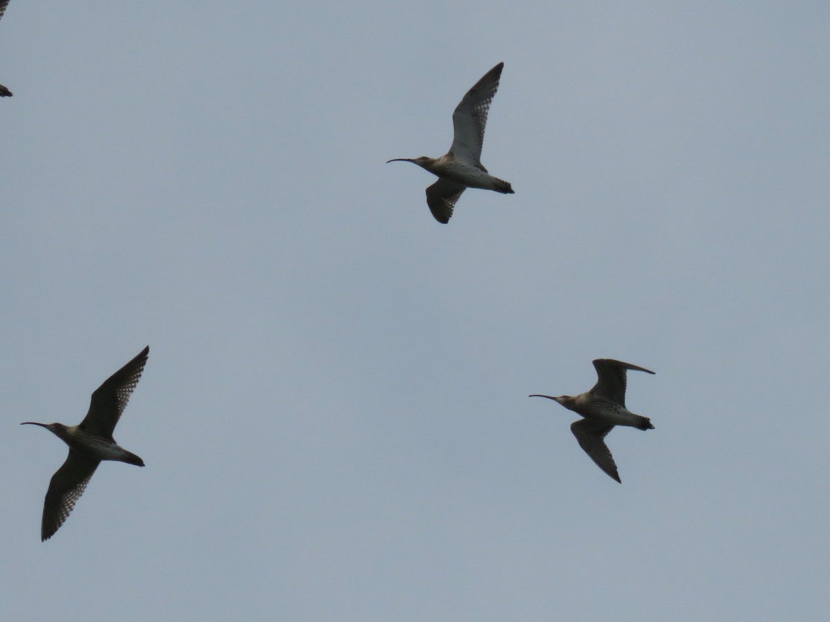 20+ curlew on fields off coach road yesterday