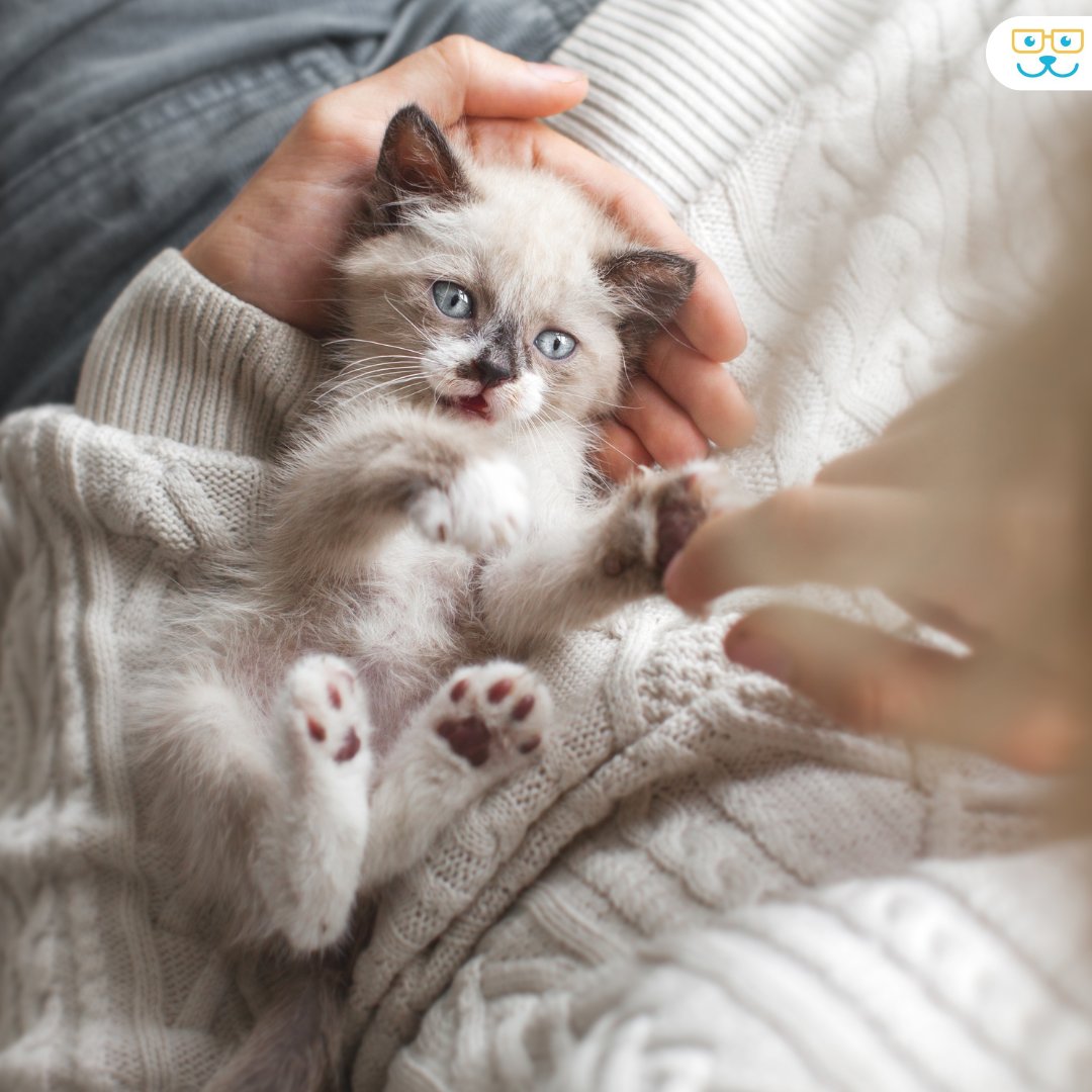 InglesideVets's tweet photo. Raising a healthy kitten involves more than meets the eye. Our feline friends are unique and it's important to remember they aren't just little dogs. If you haven't had a wellness exam for your kitten, schedule a visit so we can help your new furry addition stay purr-fect! 🐈 https://t.co/WVhDSuFd5F