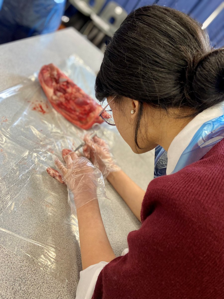 DOYRMS's tweet photo. A group of our Year 12 A Level Biology students from our Medical Society recently took part in a Pre-Med Dissection Day. Students explored the anatomy of the brain, eye, lungs and heart through hands-on dissections.
#STEM #FutureMedics #ALevelBiology #MedicalCareers https://t.co/JInAhEghCF