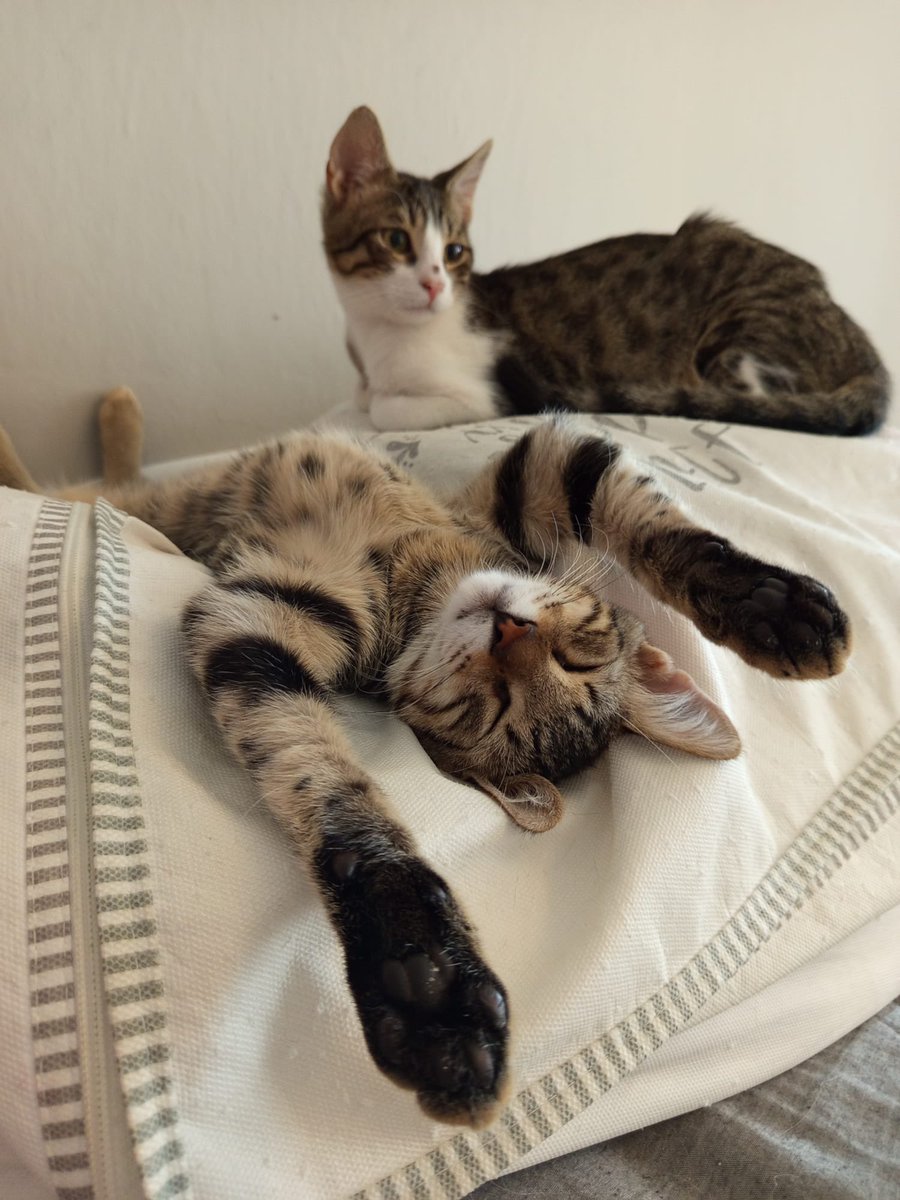 Çok acil yuva arıyorum! 
Geçici yuvalarında kalabilecekleri süre maalesef dolmak üzere…
1 yaşında, kısır, erkek iki kardeş kedi.
Birlikte büyüdüler ama ayrı ayrı da yuvalanabilirler.
İkisi de insan canlısı, uyumlu ve ev hayatına alışkın
İstanbul