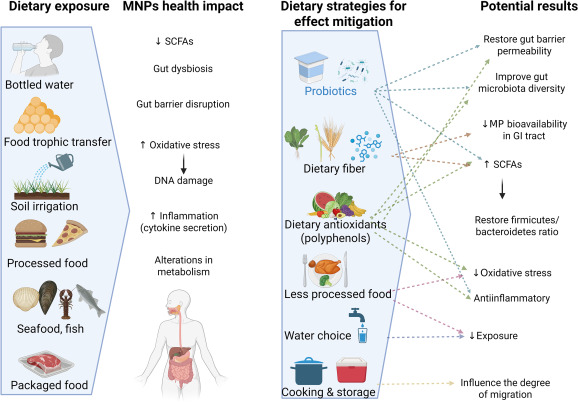 jnutritionorg's tweet image. #AdvNutr authors report minimizing processed &amp;amp; packaged foods and increasing #fiber, #antioxidants &amp;amp; #probiotics may reduce intestinal burden and mitigate oxidative &amp;amp; inflammatory responses due to micro- and #nanoplastics intake. #MicroPlastics #FoodSafety advances.nutrition.org/article/S2161-…