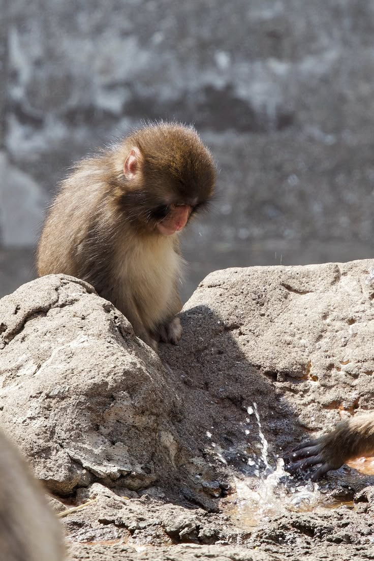 ANIMALIA tweet media