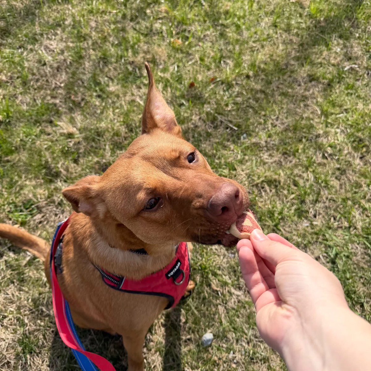 Rescue Dogs Rock, D.C. 🐾🐾🇺🇸 tweet media