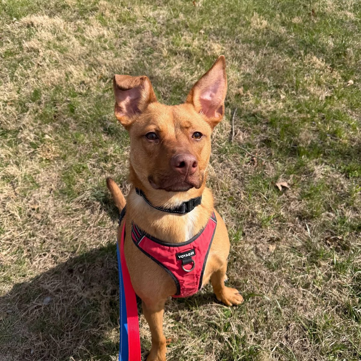 Rescue Dogs Rock, D.C. 🐾🐾🇺🇸 tweet media