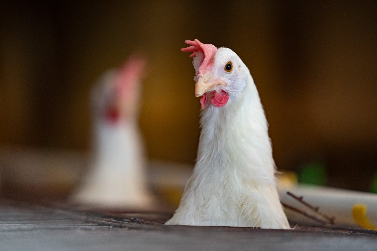 Texas A&M AgriLife Research tweet media