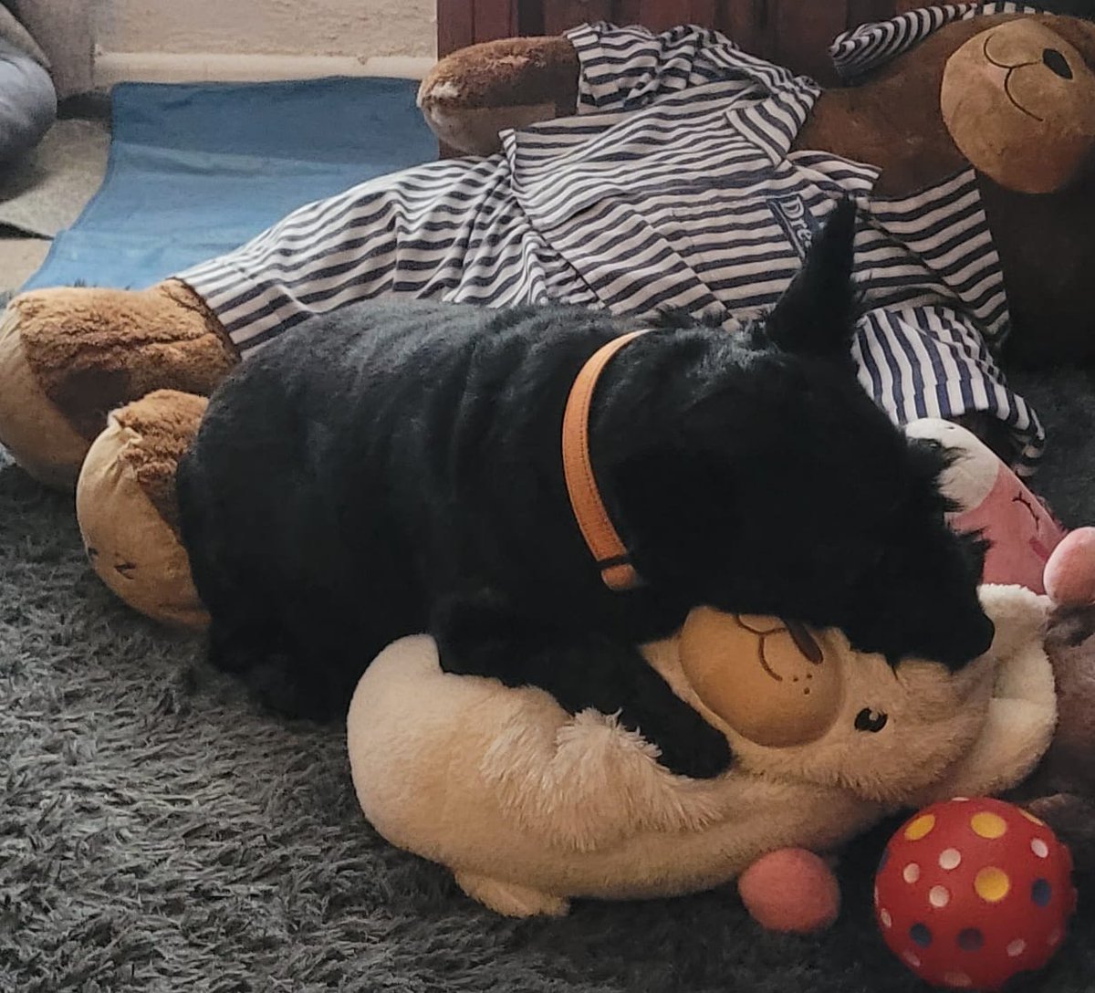 SonsieTheScotty tweet media