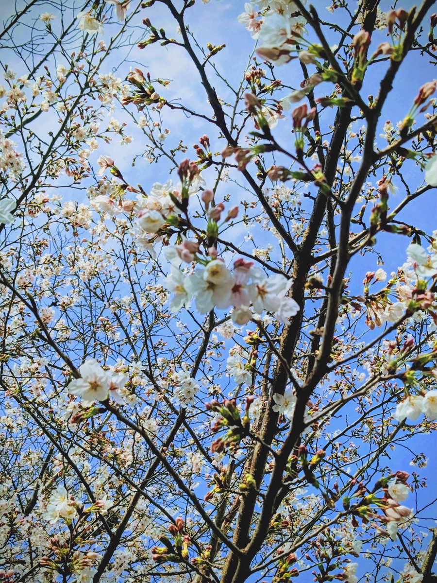 フムトアンデル tweet media