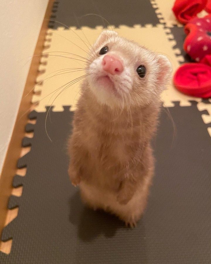 Ferret Friend tweet media