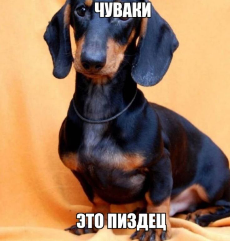 enhatoop tweet media