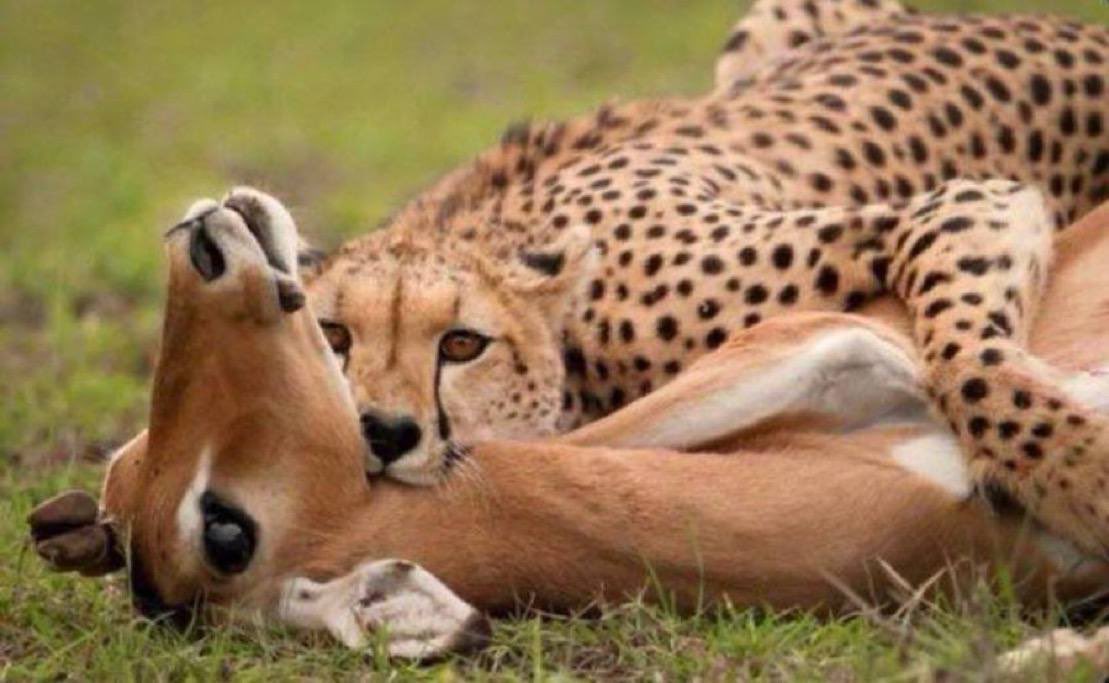 محمد |🇸🇦 tweet media