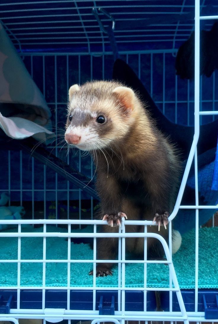 ferretfriend__'s tweet image. 