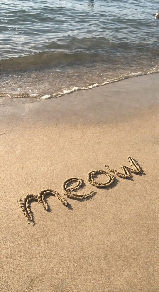 meow tweet media