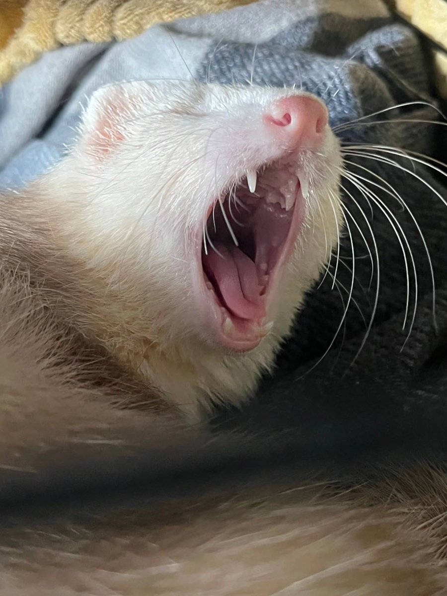 Ferret Friend (@ferretfriend__) on Twitter photo 