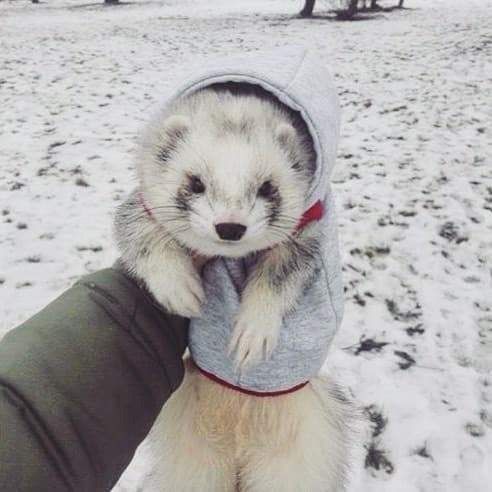 Ferret Friend tweet media