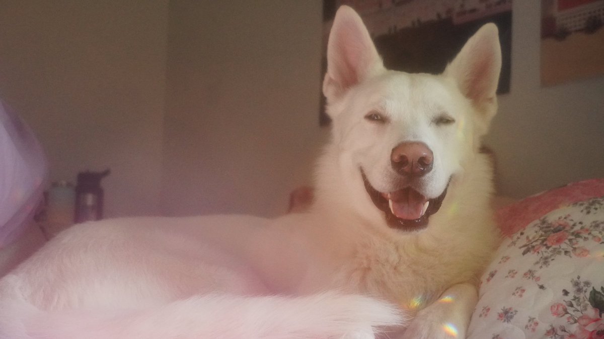 Lana the Bug 🪲💕 tweet media