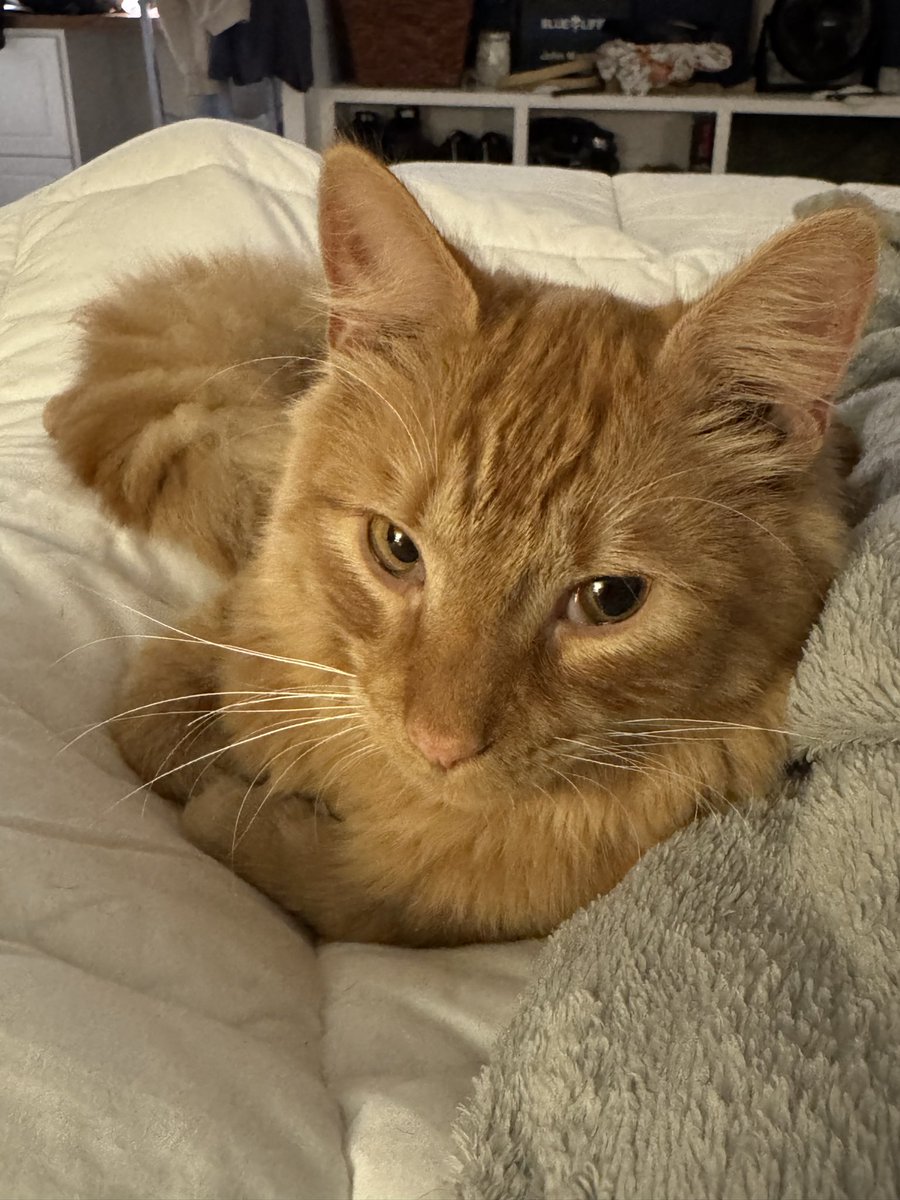 John Madden (N4EJM) 𝕏 tweet media