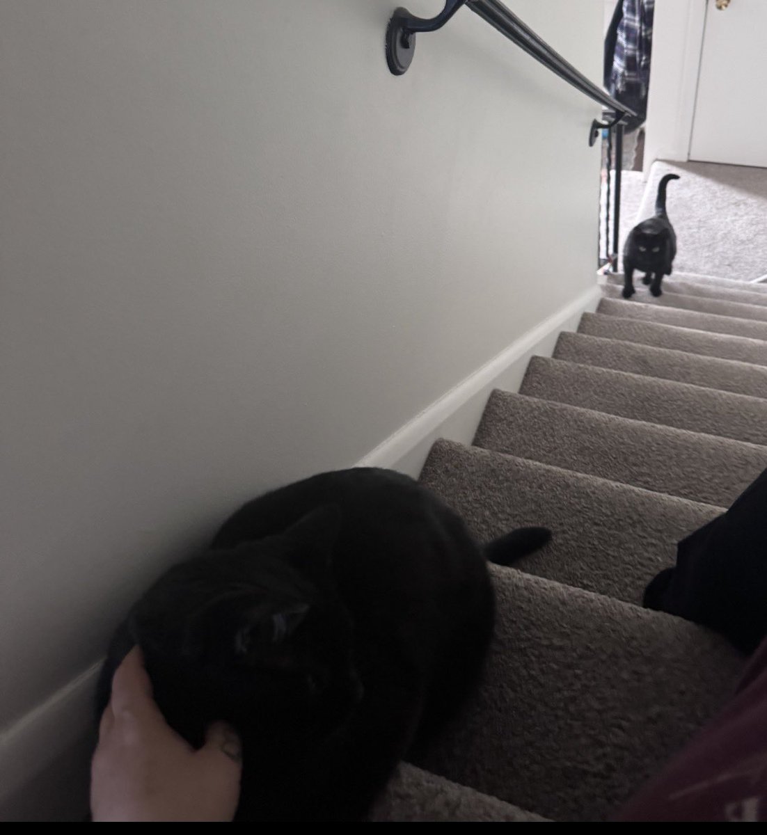 Meredith Shoemaker 🔮🌒🐈‍⬛ tweet media