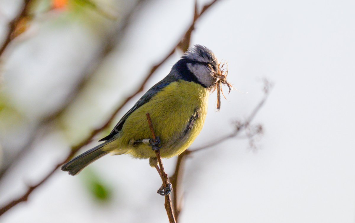 David Parody 🇬🇮 tweet media