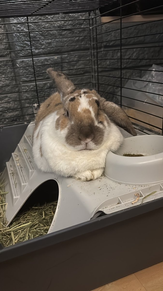 paddyloaf's tweet photo. https://t.co/ksBBqhndQC