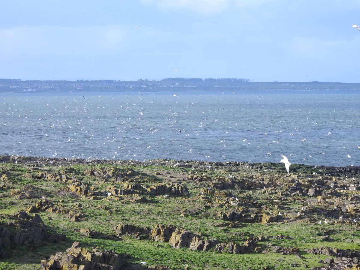 David Steel tweet media