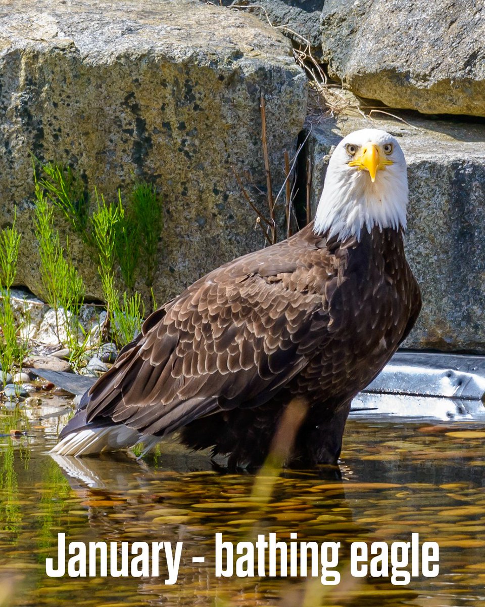 Philadelphia Eagles tweet media