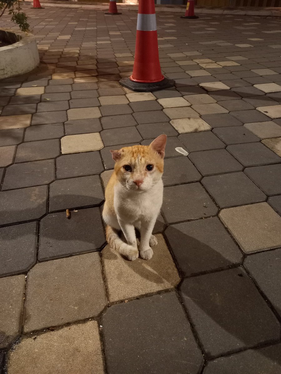 𝐦𝐢𝐨𝐰🐾 tweet media