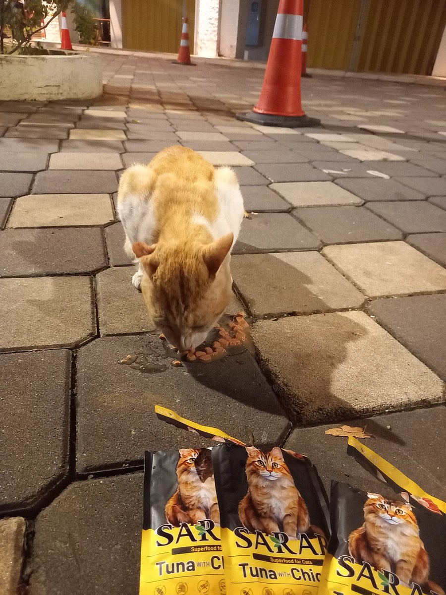 𝐦𝐢𝐨𝐰🐾 tweet media