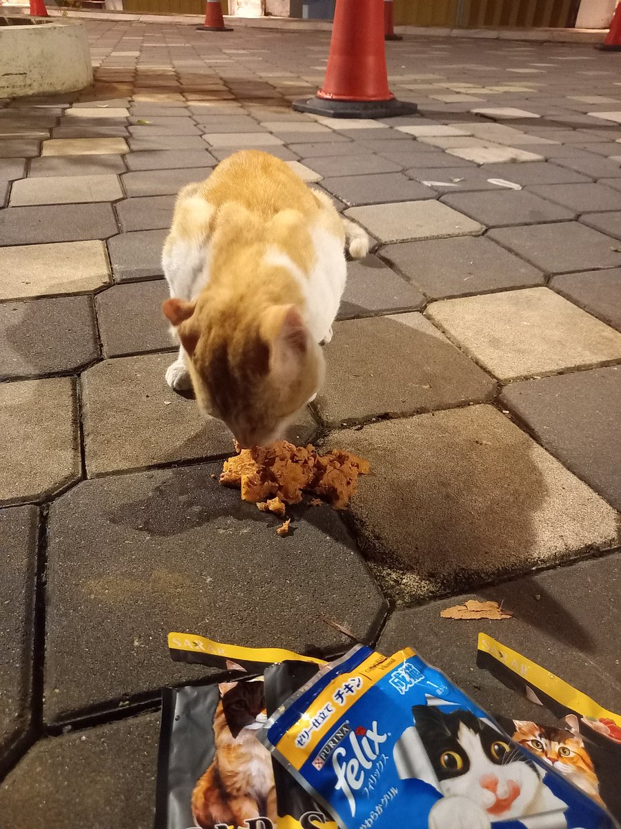 𝐦𝐢𝐨𝐰🐾 tweet media