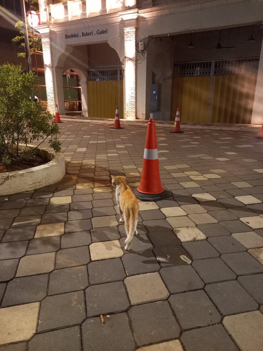 𝐦𝐢𝐨𝐰🐾 tweet media