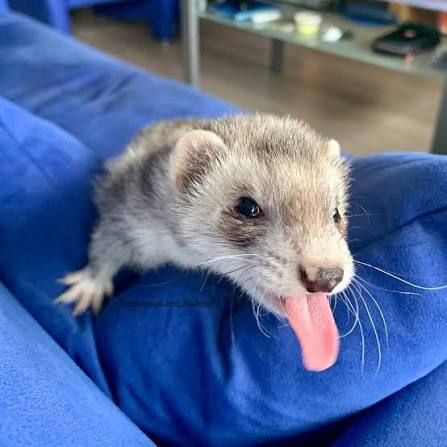 Ferret Friend (@ferretfriend__) on Twitter photo 