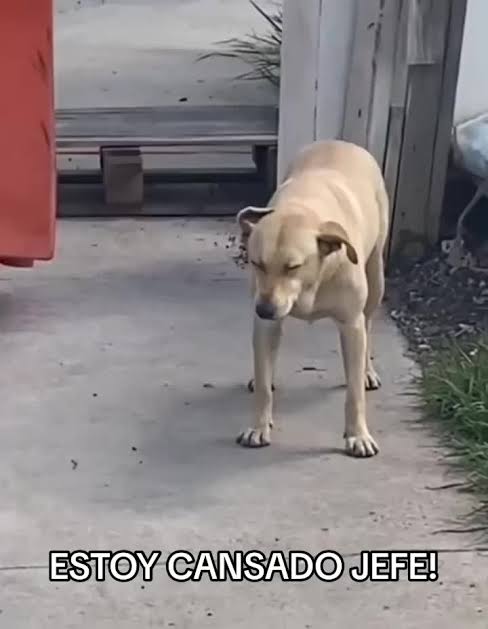 Janderson tweet media