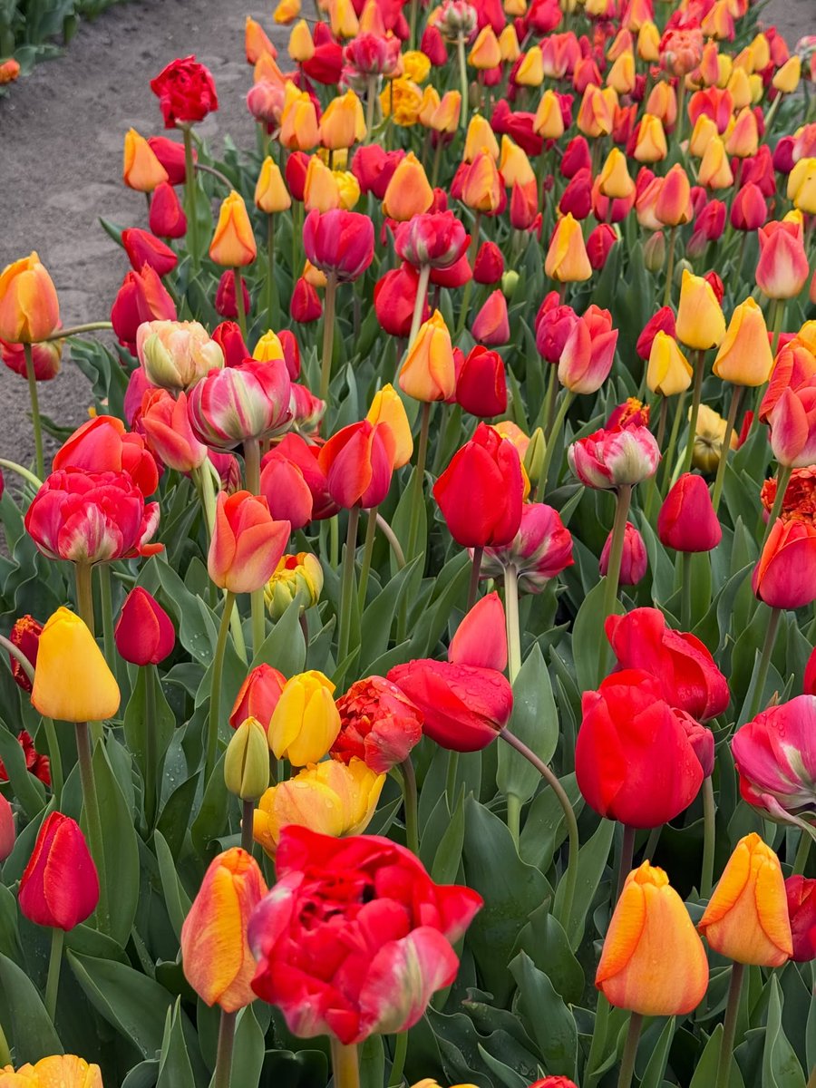 Only Tulips tweet media