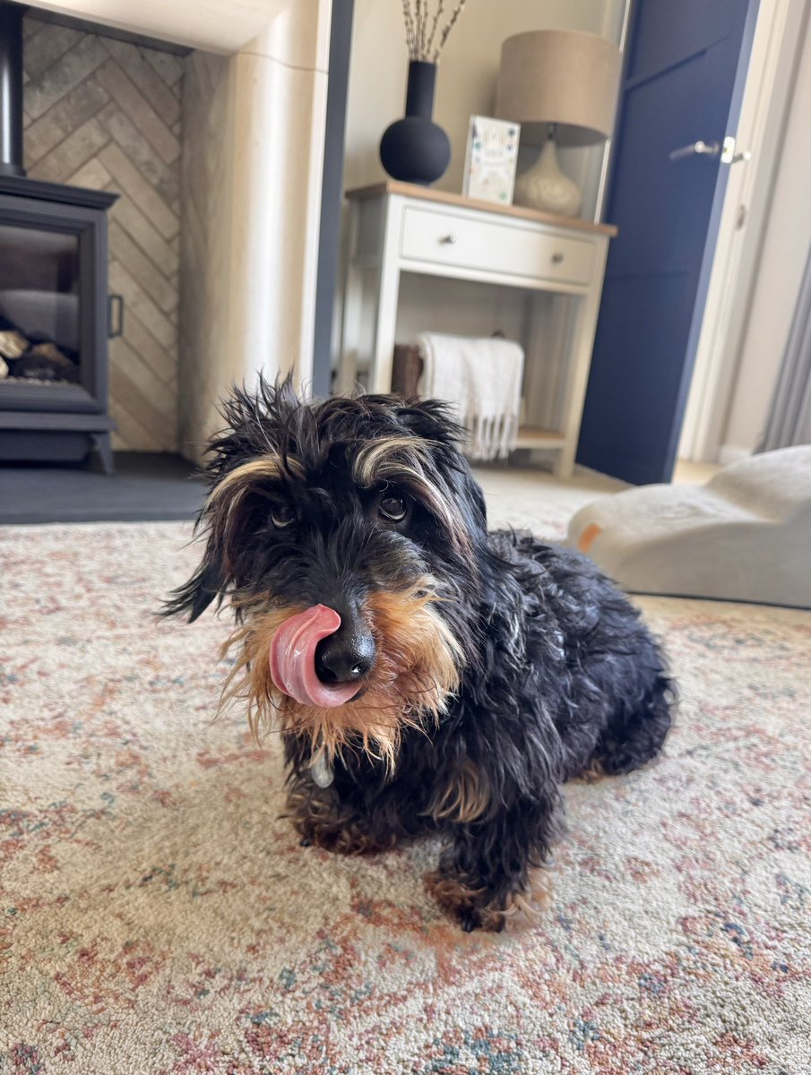 Princess Isabella Dachshund tweet media