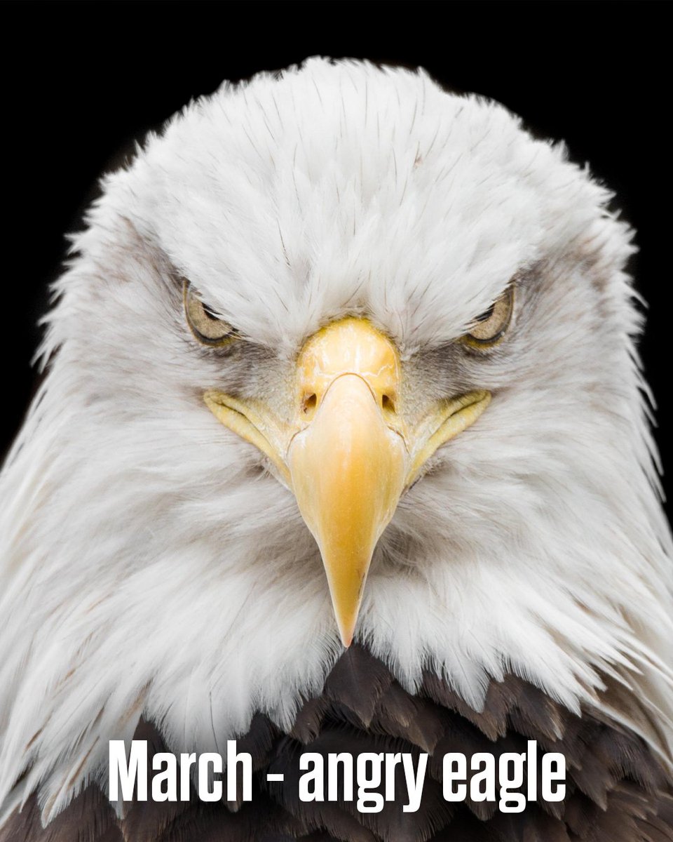 Philadelphia Eagles tweet media