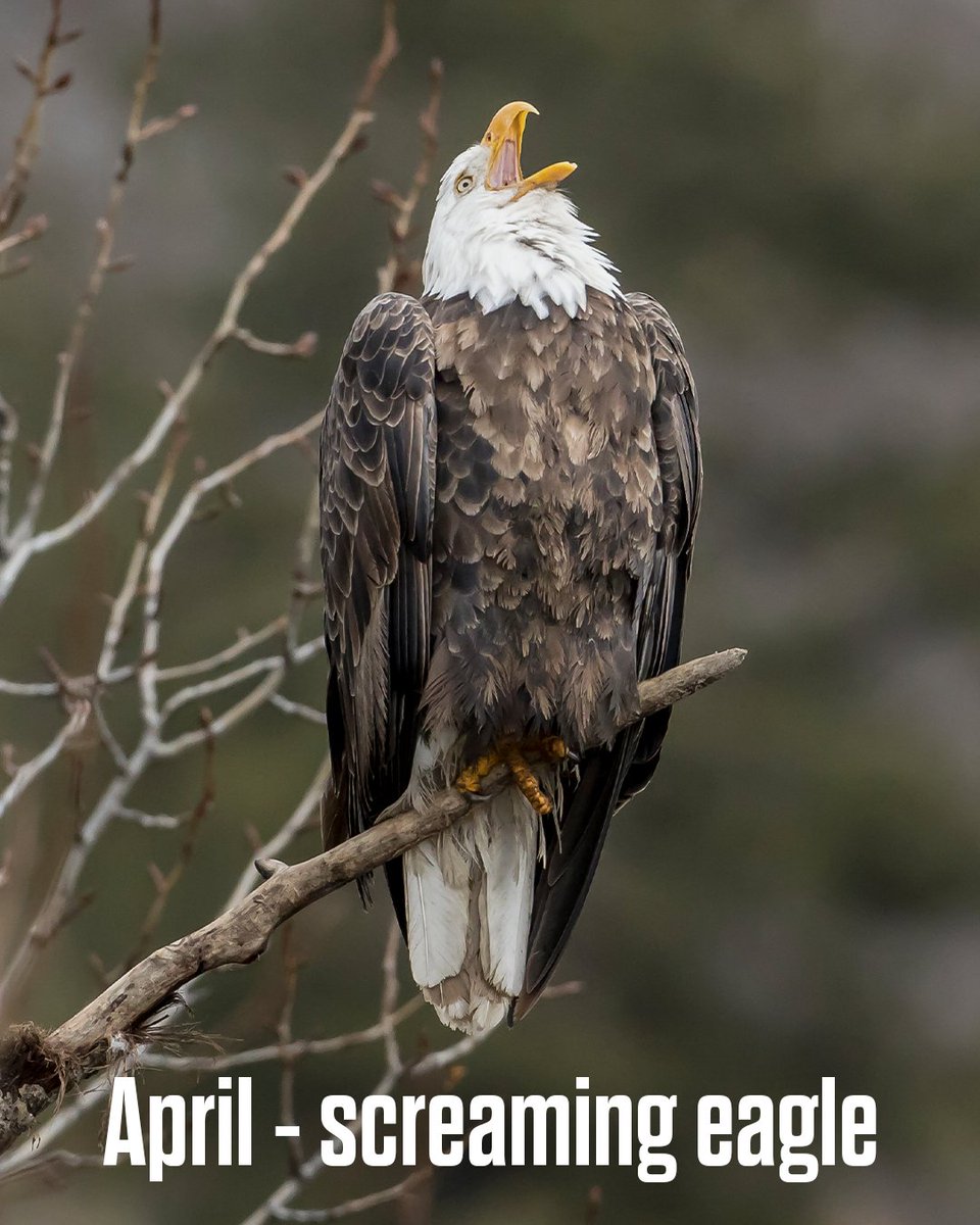 Philadelphia Eagles tweet media