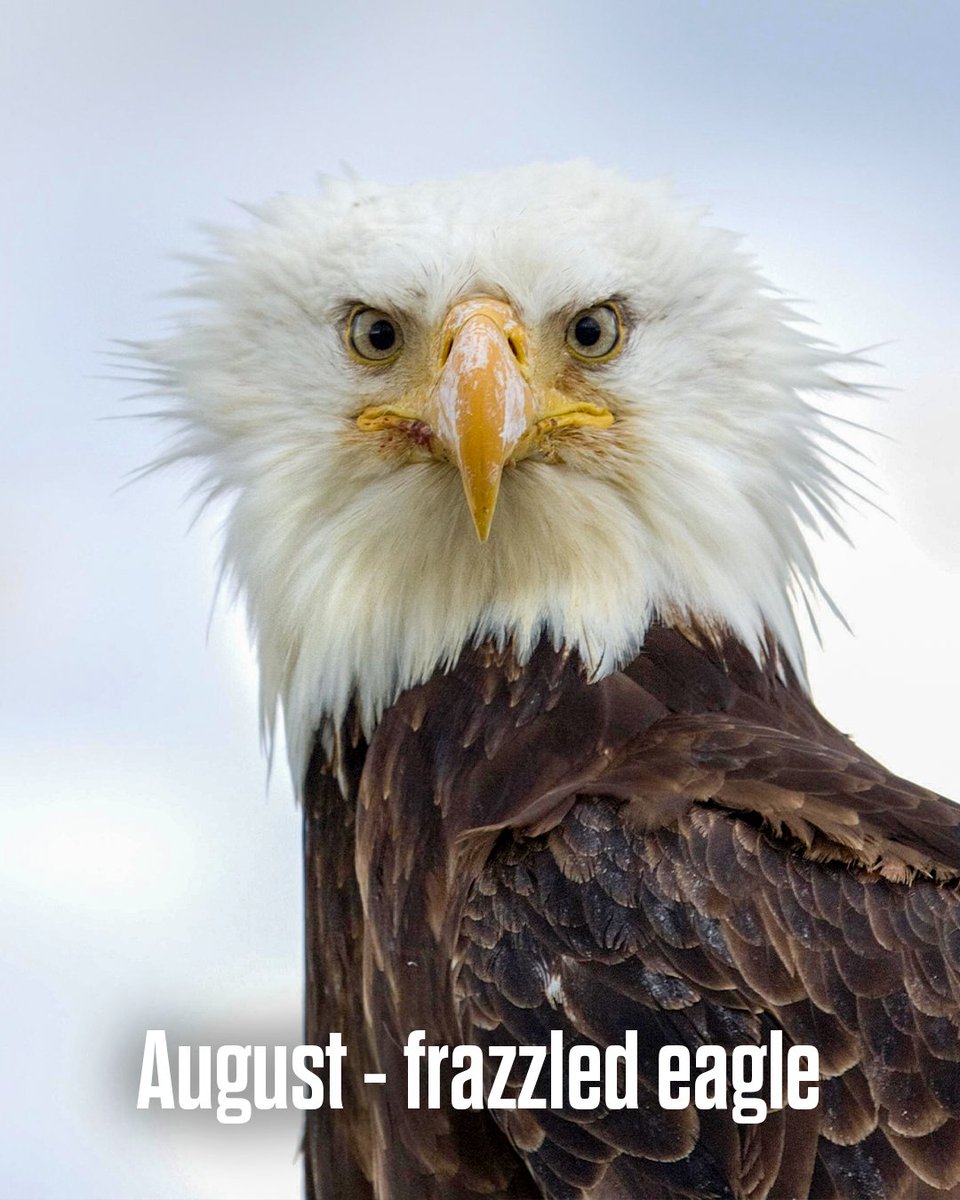 Philadelphia Eagles tweet media