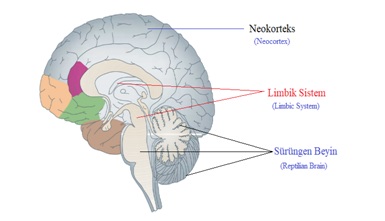 🔱 Vegalı Gök Bilge 💫 tweet media