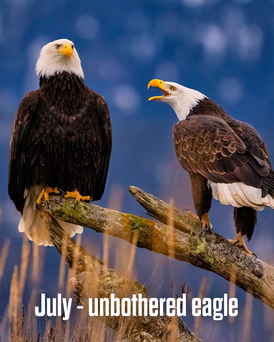 Philadelphia Eagles tweet media