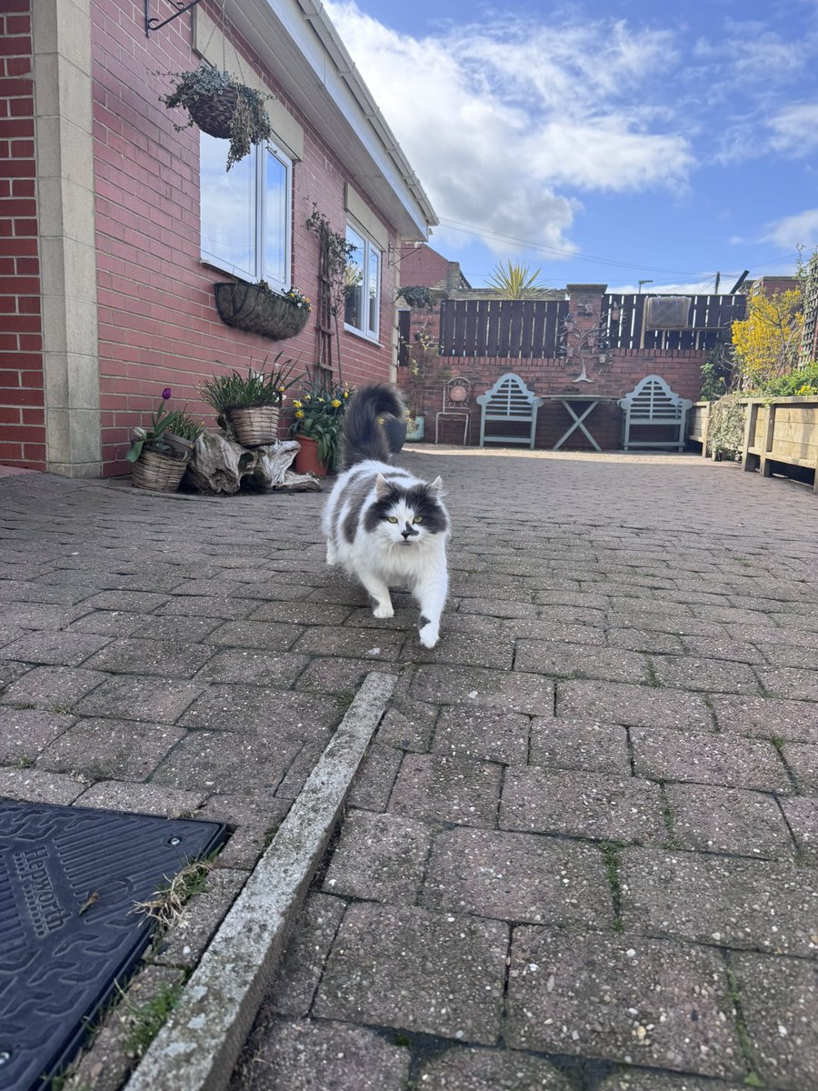 Super Spaniels tweet media