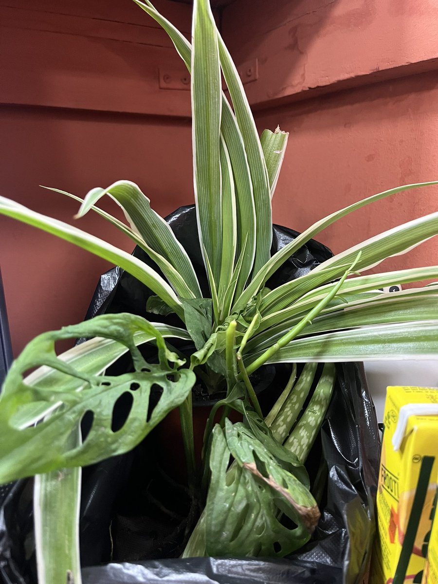 Daiden ✿ tweet media