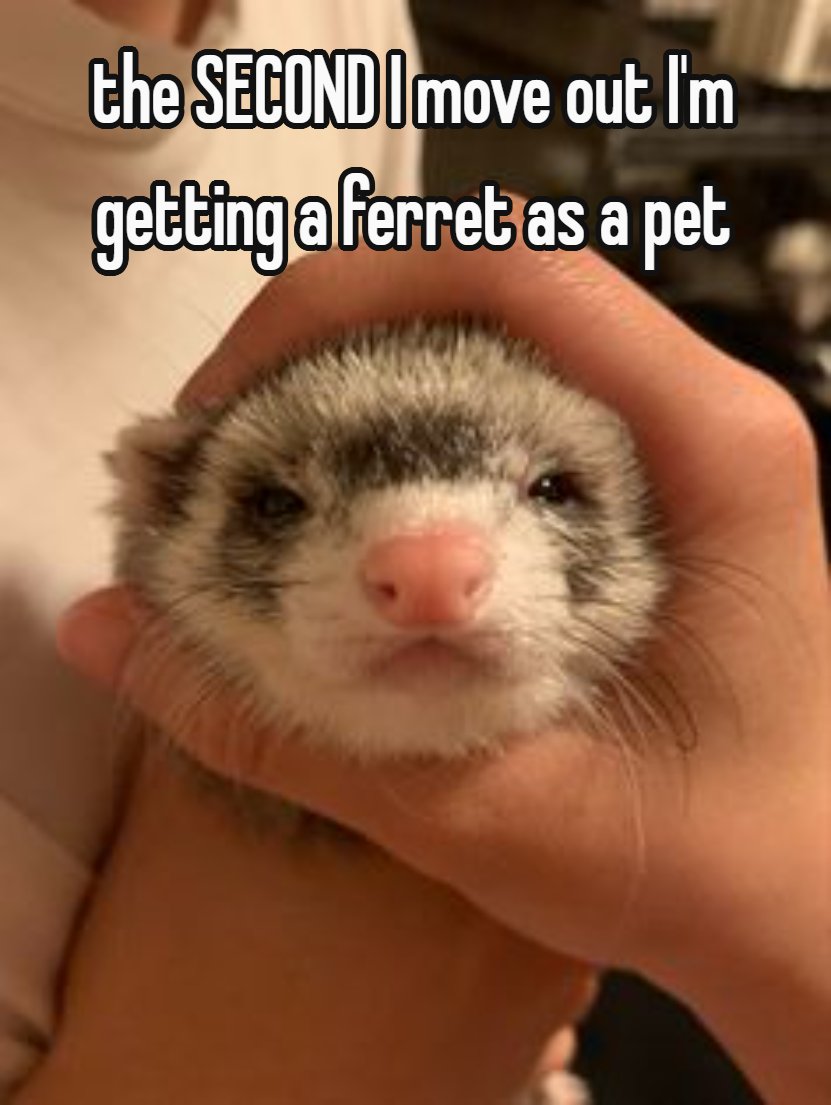 Ferret Friend (@ferretfriend__) on Twitter photo 