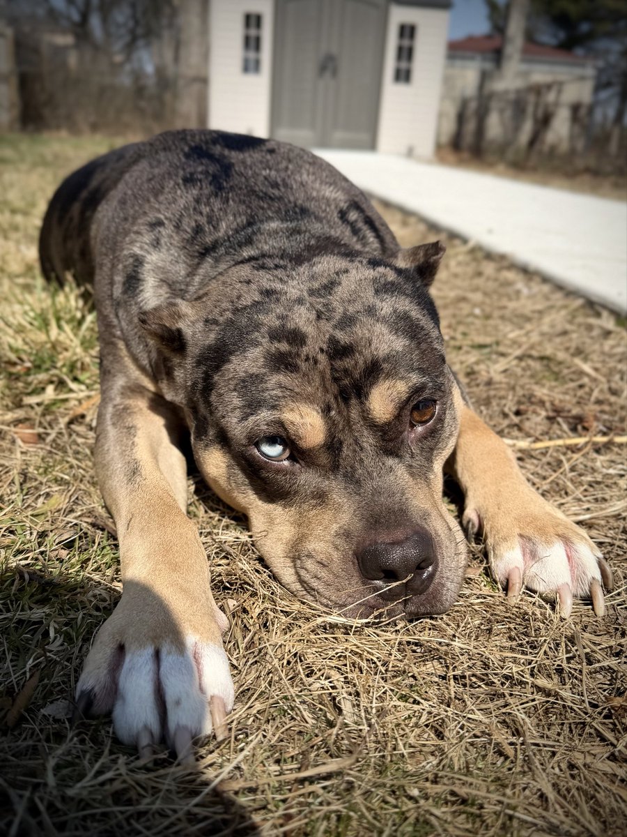 TommyKubiski's tweet image. Happy Monday, everybody! I hope you all and your families have a great week ahead. Waiting on some calls from doctors while I’m taking care of things for the afternoon. I’ll sneak on stream later tonight for some games. You all have a great day &amp;amp; start to the week! 🐶🖤
#Dog