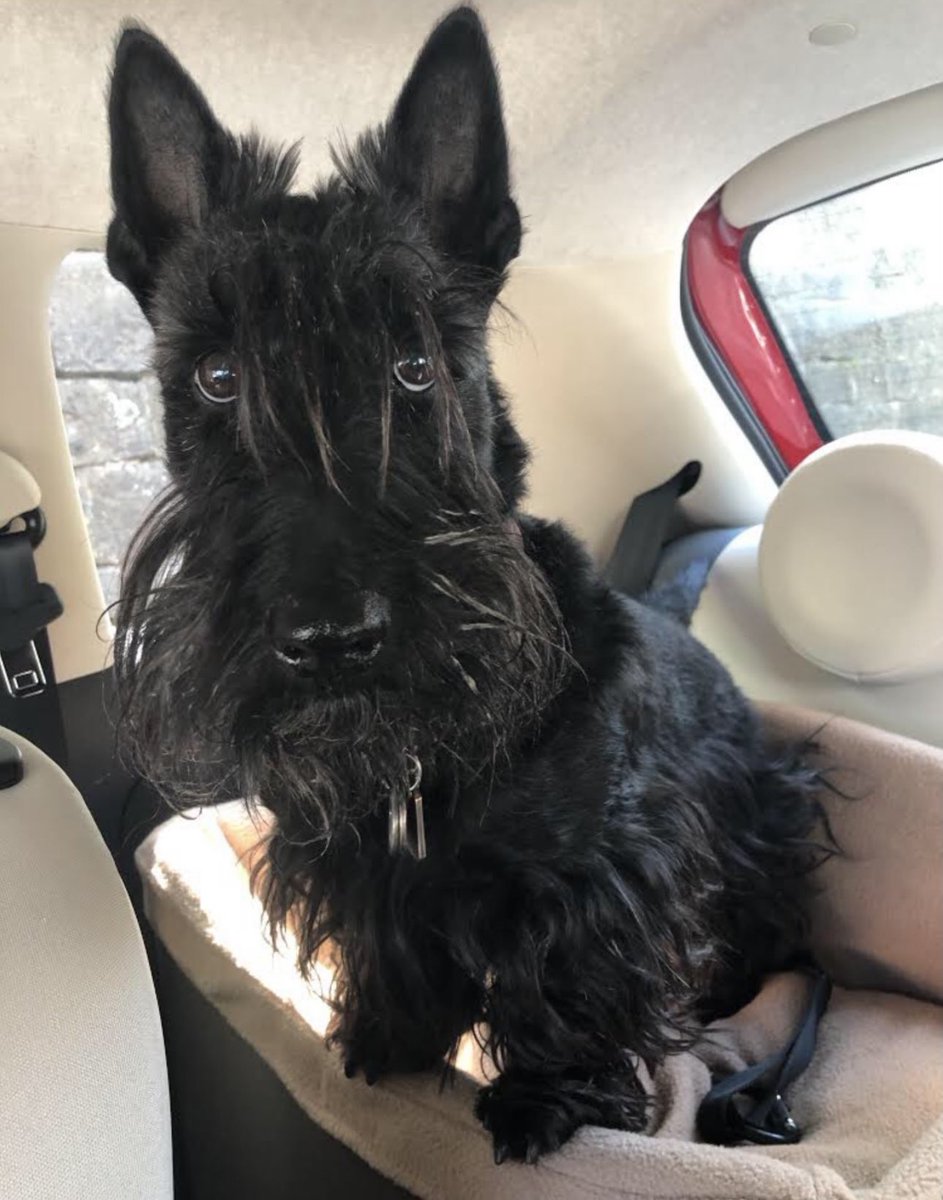 Fig Newton tweet media