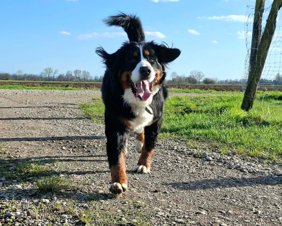 ptitgillou38's tweet photo. Un petit bonjour de Victoria, qui commence à se faire belle elle aussi . 🥰❤️ 
#LaFamille https://t.co/sofCrki3r3