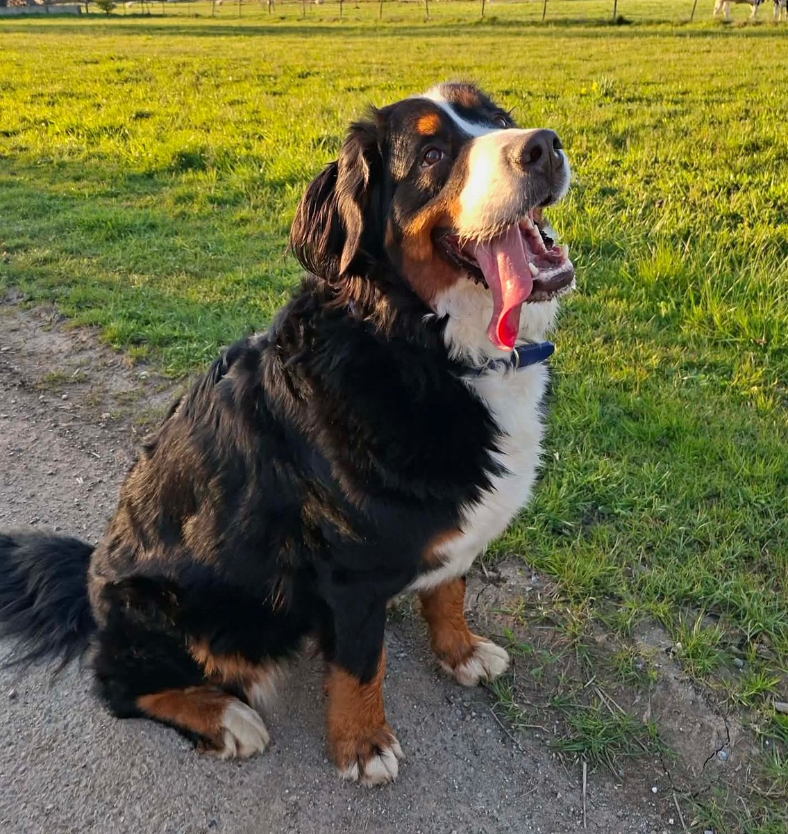 ptitgillou38's tweet photo. Un petit bonjour de Victoria, qui commence à se faire belle elle aussi . 🥰❤️ 
#LaFamille https://t.co/sofCrki3r3