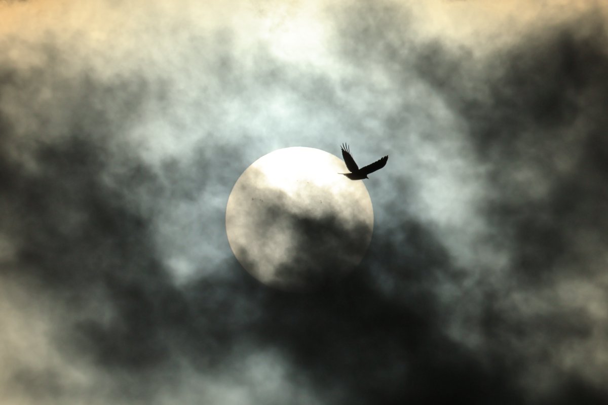 Thomas Mikkelsen tweet media